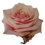 Pink Amaretto Roses d'Equateur Ethiflora